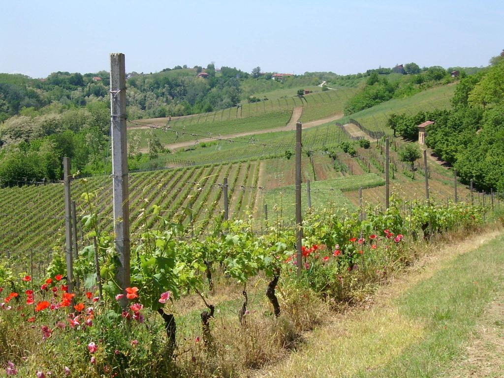 Cascina Rollone Villa Rocchetta Tanaro Buitenkant foto